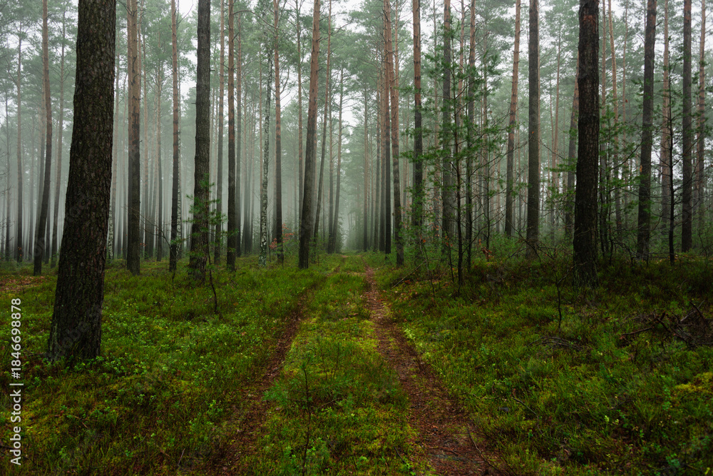 Fototapeta premium Sosnowy las w mglisty, zimowy poranek. Nad ziemią, między drzewami unosi się warstwa mgły.