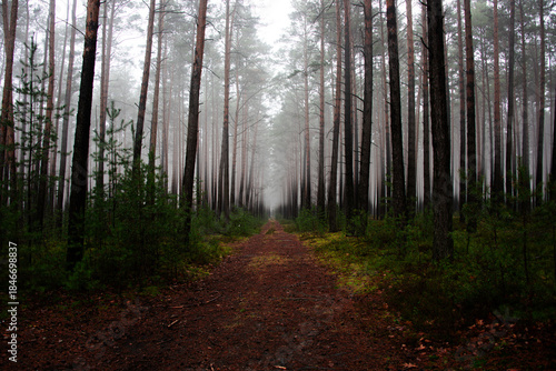 Sosnowy las w mglisty, zimowy poranek. Nad ziemią, między drzewami unosi się warstwa mgły.