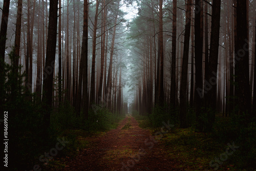 Sosnowy las w mglisty, zimowy poranek. Nad ziemią, między drzewami unosi się warstwa mgły.