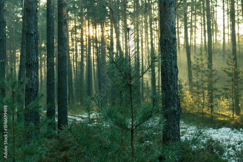 Sosnowy las w mglisty, zimowy poranek. Nad ziemią, między drzewami unosi się warstwa mgły.
