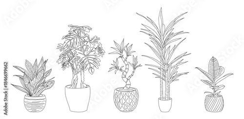 Black and white line drawing of potted houseplants – snake plant, tall palm, small palm, yucca, and monstera – in a clean modern style. Vector illustrations isolated on transparent background
