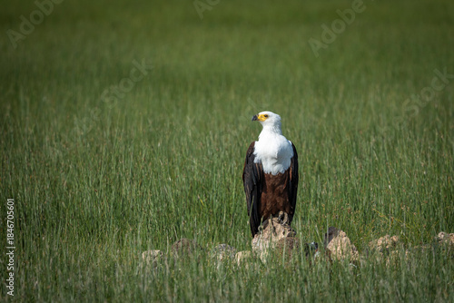 Front view of an african fish eagle standing on a rock in amboseli national park, kenya.