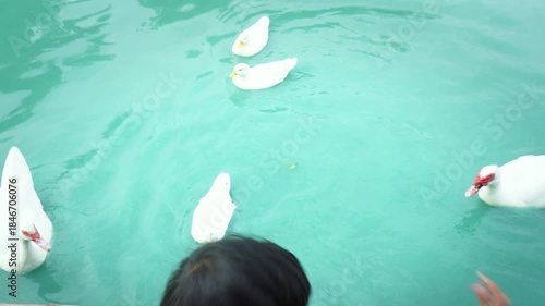 Two Asian siblings joyfully feed a flock of beautiful white ducks floating on bright blue water, capturing childhood happiness, family bonding, nature, and peaceful holiday moments