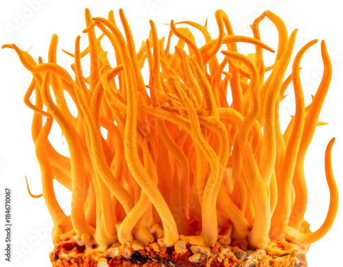 Cluster of bright orange fungal stalks emerge from substrate