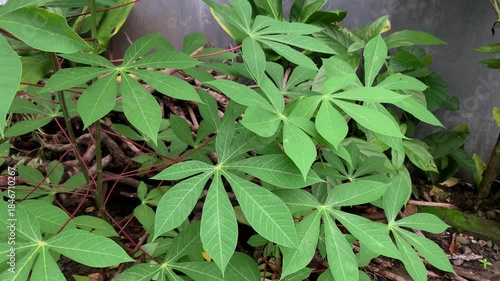 cassava leaves in a garden