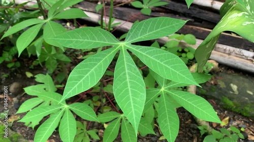 cassava leaves in a garden