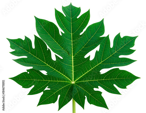 Vibrant green, deeply lobed leaf with prominent veins