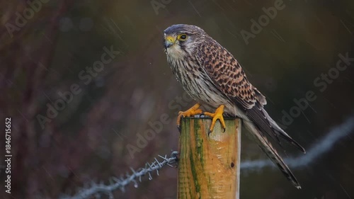 “Storm Sentinel – Kestrel in the Rain”