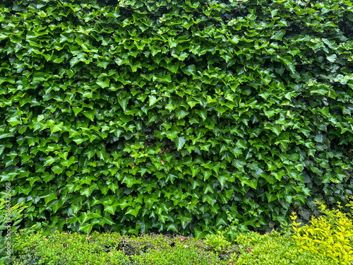 Vibrant Green Ivy Wall with Lush Foliage