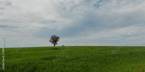 Solitary Tree in Green Field Under Cloudy Sky