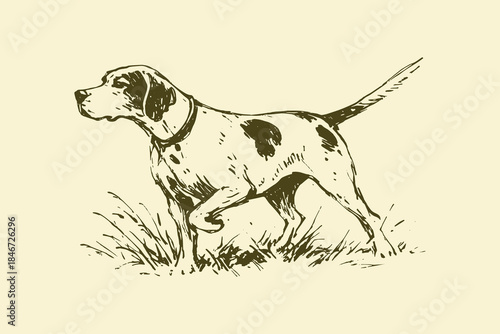 Hunting dog pointing vintage sketch vector illustration