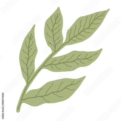 Simple hand drawn green botanical leaf branch vector illustration