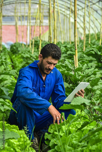 Arab farmer using digital tablet while standing in his growing eggplant field. male farmer using digital tablet at greenhouse. farmer checking crops in hothouse. crouching to inspect. Jijel Algeria.
