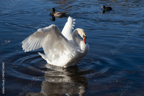 Quadro em tela White swan on a lake with dark water