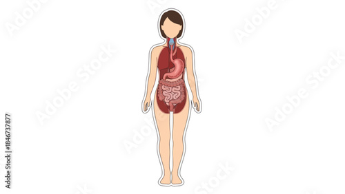Anatomical illustration of the human digestive system showcasing internal organs and their