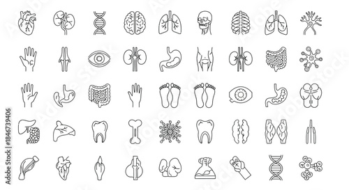 Human anatomy organs and body parts isolated on medical line icons set vector illustration of internal organs