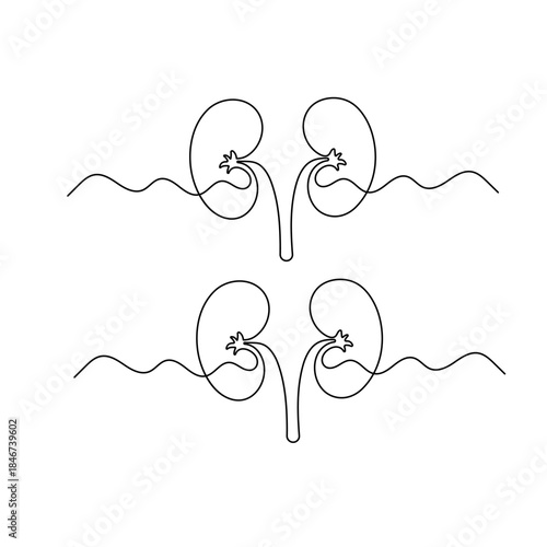 Human kidney, continuous one-line drawing, minimalist medical outline vector illustration
