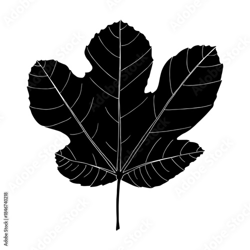 Fig tropical leaf black silhouette hand drawn vector isolated element for textile or digital design on transparent background.