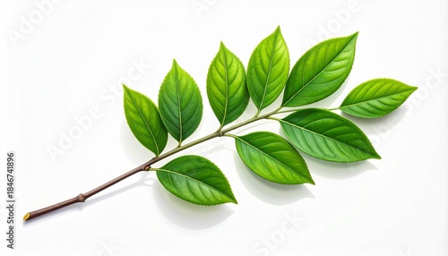 Green Leaf Stem with Alternating Veined Leaves on White Background for Botanical and Nature Illustration