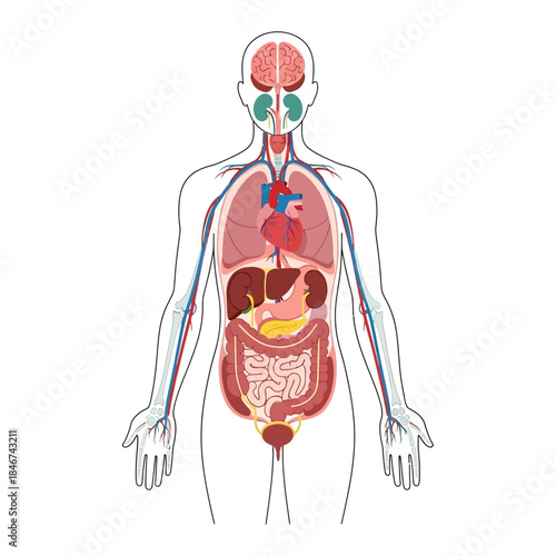 Comprehensive anatomical illustration depicting the human internal organ system design