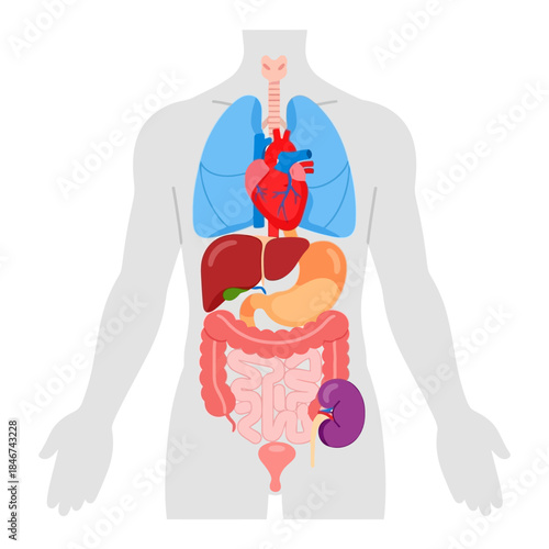 Human anatomy illustration showcasing major internal organs within body silhouette representation