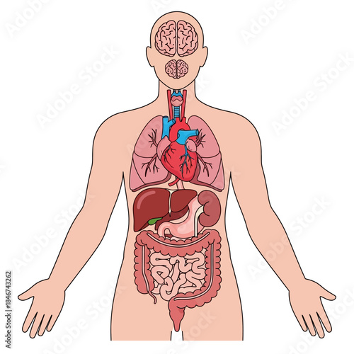 Illustration of internal human organs for medical education and anatomical representation of body
