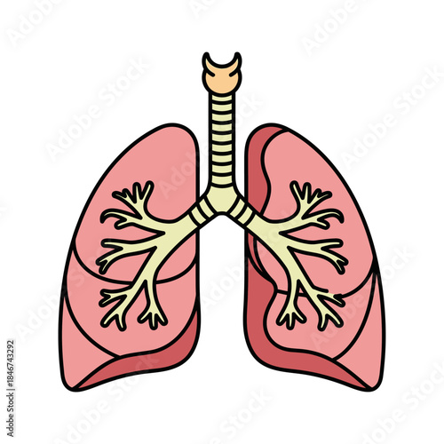 Illustrated depiction of the human lung anatomy showing bronchioles and related trachea parts