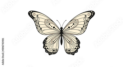 Symmetrical front view illustration of an elegant beige and black butterfly with intricate patterns and dots on its open wings.