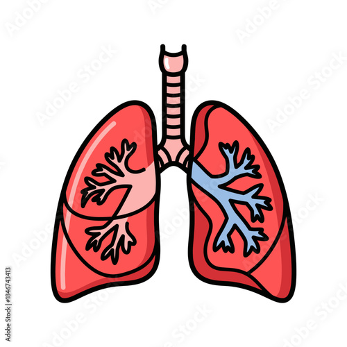 Simple lungs illustration showing healthy respiratory system anatomy and function