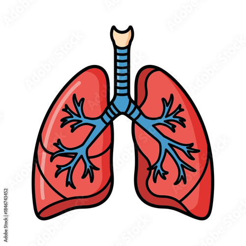 Illustration portraying the human lungs, providing insight into respiratory anatomy and health