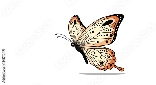 Beautiful orange and cream colored butterfly with detailed wing patterns shown in flight from a side profile view on a white background.