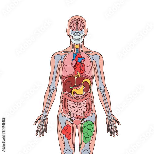 Human anatomy illustration showcasing vital organs within the body structure educational resource