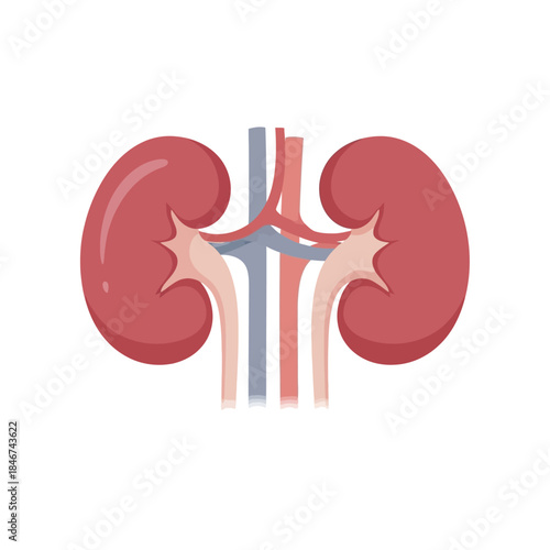 Human Kidneys Anatomical Illustration Depicting Renal Health And Urological System
