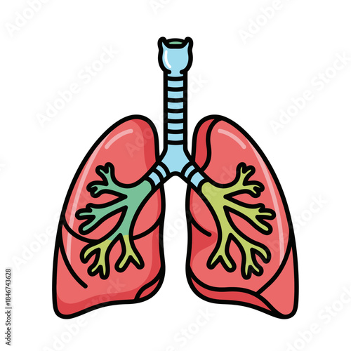 Stylized depiction of human lungs showcasing healthy respiratory system illustration