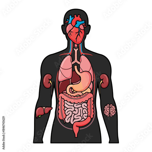 Human anatomy illustration showcasing internal organs against dark silhouette visual
