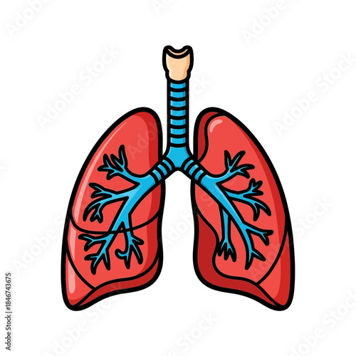 Illustration of human lungs with bronchi and trachea for medical educational content