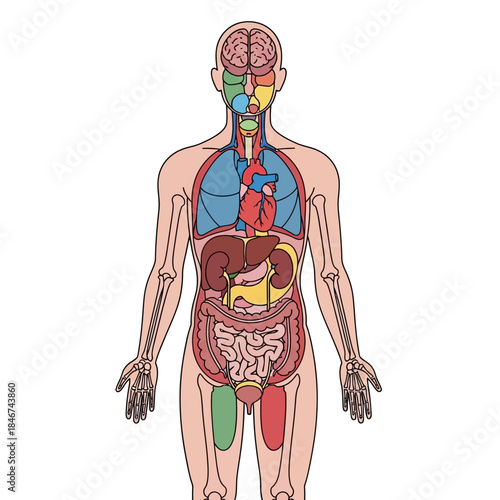 Human anatomy illustration provides detailed visuals of organ systems and internal structure