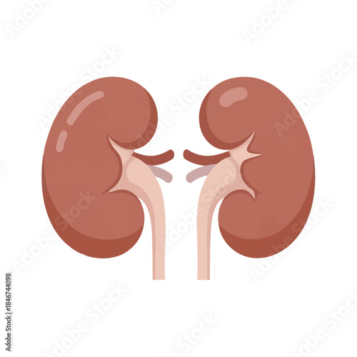 Illustration showcasing a stylized representation of human kidneys anatomy visualization