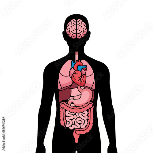 Human anatomy illustration showcasing vital internal organs for educational purposes