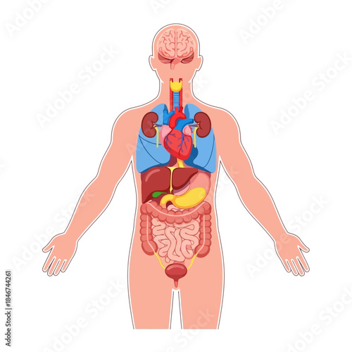 Anatomical representation showcases intricate interplay of human internal systems for education