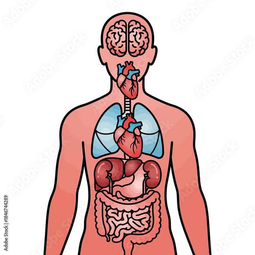 Anatomical representation showcasing vital human organs within a stylized body outline