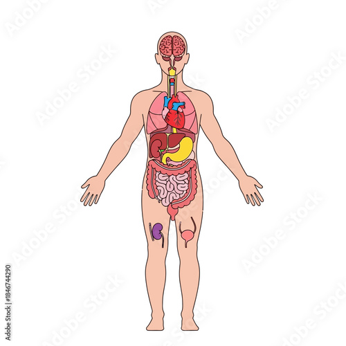 Human anatomy illustration showcasing vital internal organs for medical study and awareness of
