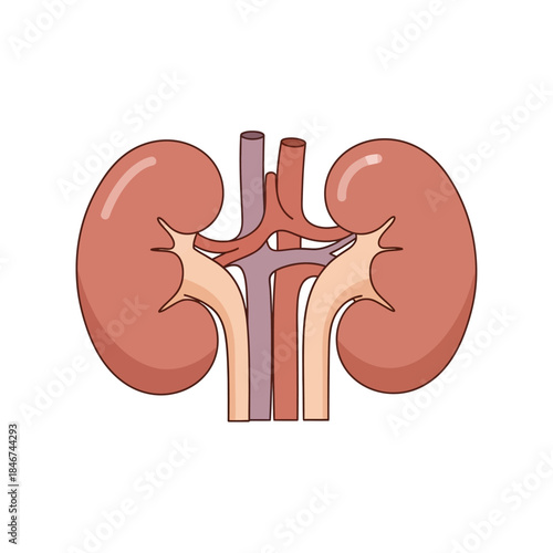 Human kidneys anatomical drawing illustrating renal physiology and urinary system illustration