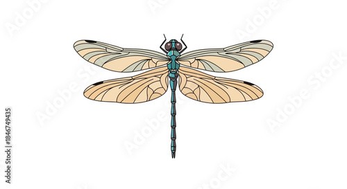 Detailed illustration of a dragonfly with translucent wings on a plain white backdrop