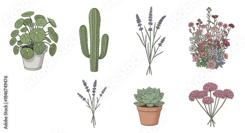 Botanical illustrations featuring assorted flowers and potted plants enhancing any space