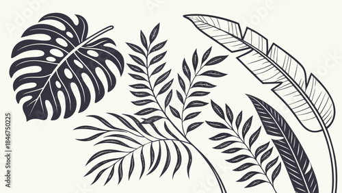 vector silhouette of a leaf