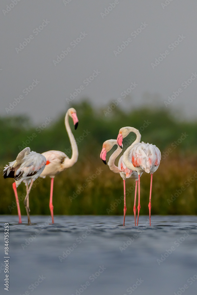 Obraz premium Flamingos in the lake 