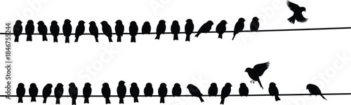 PrintBird silhouette illustration, perched flying flock vector, wire sitting design sketch, nature wildlife outline icon, animal graphic drawing, migration symbol art