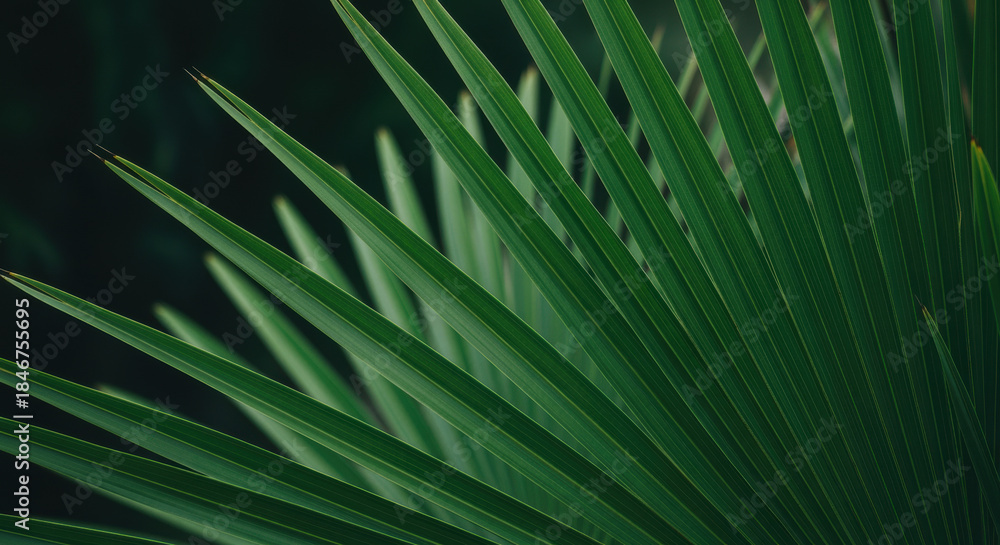 Fototapeta premium Green tropical palm leaf fan with dramatic diagonal lines and dark blurred background creating a minimal natural abstract pattern