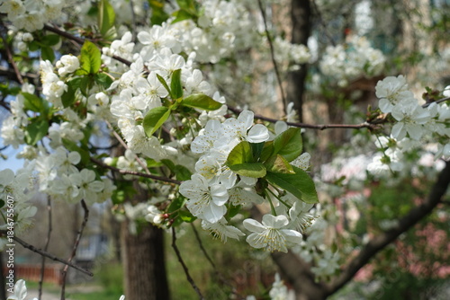 Photos White flowers of blossoming cherry tree in April